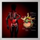 Buscar parte posterior posters Ciencia