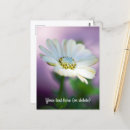 Buscar margaritas africanas postales Osteospermum