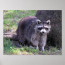 Buscar raccoon arte Adorable
