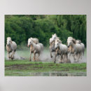 Buscar jim posters Caballo