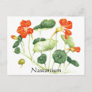Buscar herb postales Flor