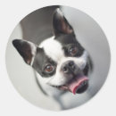 Buscar perro bulldog pegatinas Amar