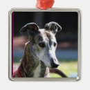 Buscar galgos adornos Perrito