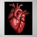 Buscar corazón anatómico posters Médica