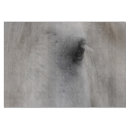 Buscar caballo blanco tablas cortar Equino