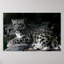 Buscar leopardo blanco posters Huella de leopardo
