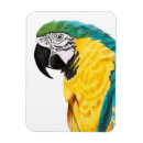 Buscar loros imanes Acuarela