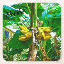Buscar plátano cristaleria bar General y unisex