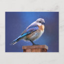 Buscar hembras postales Para todos