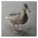 Buscar duck azulejos Pájaros