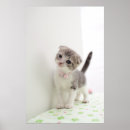 Buscar doblez posters Gato