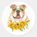Buscar bulldog pegatinas Acuarela