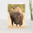 Buscar bisonte tarjetas Fauna