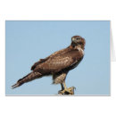 Buscar ave rapaz postales Fauna