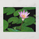 Buscar nymphaea postales Día
