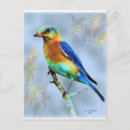 Buscar pájaro cantante postales Azul
