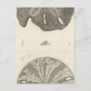 Buscar erizos de mar postales Ilustracion