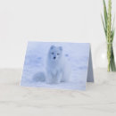 Buscar ártico tarjetas Animal