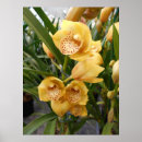 Buscar orquídeas exóticas posters Para ella
