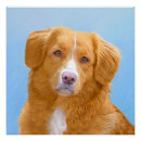 Buscar scotia posters Perro