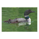 Buscar comportamiento fotografía Fauna