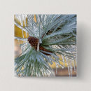 Buscar aguja chapas Cono de pino