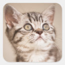 Buscar tabby azul pegatinas 9 º gata
