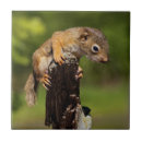 Buscar ardilla azulejos Animal salvaje