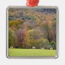 Buscar heno adornos Bosque