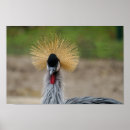 Buscar coronado posters Animal
