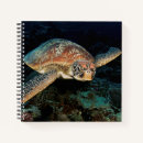 Buscar sulawesi Coral