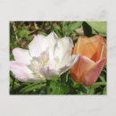 Buscar tulipán postales General y unisex
