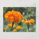 Buscar calendula postales Naturaleza