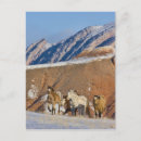 Buscar animales grandes postales Azul