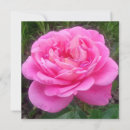 Buscar leonardo da vinci tarjetas Rosa
