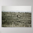 Buscar cuernos de toro posters Alce