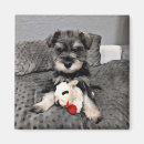 Buscar schnauzer imanes Adorable