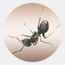 Buscar ant pegatinas Insecto