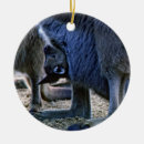 Buscar canguro adornos Animal