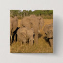 Buscar kenia chapas Fauna