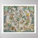 Buscar cellarius posters Terrestre