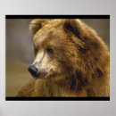 Buscar kodiak fotografía Naturaleza