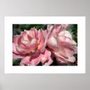 Buscar rosas posters Foto