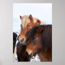 Buscar caballus decoracion Frío