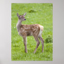 Buscar bambi posters Cervatillo