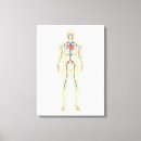 Buscar cuerpo humano lienzos Circulación
