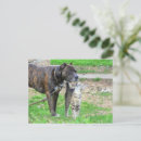 Buscar pit postales Amante del perro