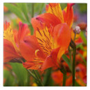Buscar peruano azulejos Flor