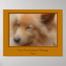 Buscar raza mixta posters Perro
