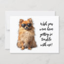 Buscar perro pomeranian postales Perros